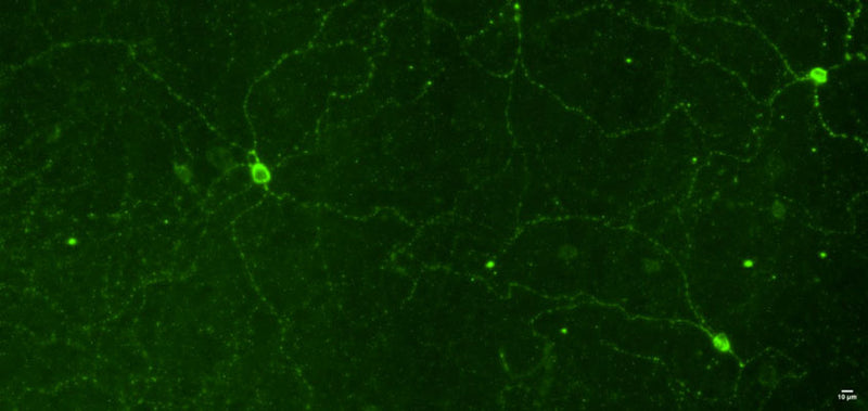 Immunofluorescence staining of melanopsin in mouse retinal tissue using mOPN4 chicken antibody (Cat No. mOPN4-0100).