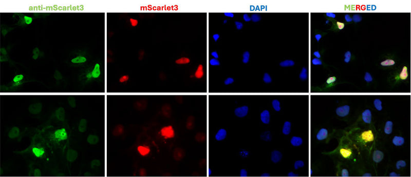 Immunofluoresence of COS7 cells expressing mScarlet3 using chicken anti-mScarlet3 antibody (green) and showing mScarlet3 autofluorescence (red). The cells were mounted with ICT's Fluoroshield with DAPI mounting medium (Cat. AR-6501). The DAPI nuclear stain (blue) shows the nuclei of both transfected and untransfected cells. The staining revealed a complete overlap between the signal from chicken anti-mScarlet3 antibody and mScarlet3 autofluoresence in transfected cells.