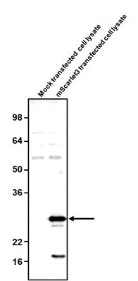 Western blotting of mock or mScarlet3 transfected COS-7 cell lysates with chicken anti-mScarlet3 antibody (0.5 ug/ml) and detected with anti-chicken HRP. Chicken anti-mScarlet3 recognizes exogenous mScarlet3 in COS-7 cells.​