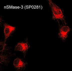 Immunocytochemical labeling of nSMase3 in aldehyde-fixed and NP-40-permeabilized mouse C2C12 cells. The cells were labeled with rabbit polyclonal anti-nSMase3 (SP0281) antibody. The antibody was detected using appropriate secondary antibody conjugated to DyLight® 594.