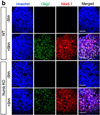 Representative images of mouse NPC differentiation into Nkx6.1- and Olig2-positive (cat. OLIG2) neural progenitors after 3 days induction. Image from publication CC-BY-4.0. PMID:38664376