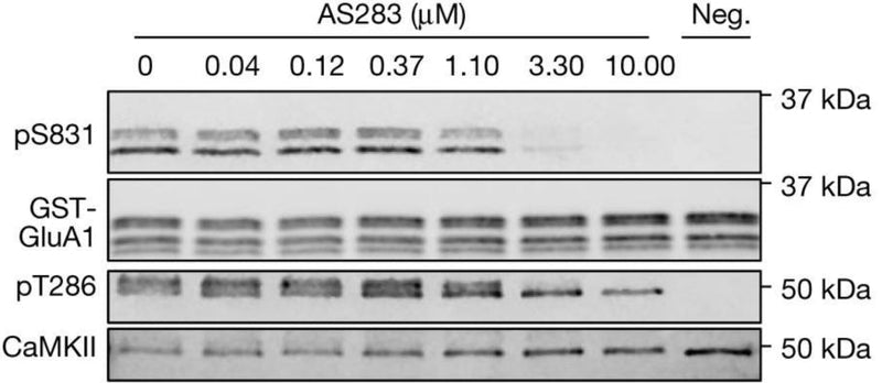 Representative immunoblot and quantification of in vitro kinase reactions at 30 °C in 1 mM ATP measuring AS283-mediated inhibition of CaMKII phosphorylation of GluA1 S831 (pS831) (cat. p1160-831, 1:2000) and autophosphorylation of CaMKII T286 (pT286) (cat. p1005-286, 1:2500) with varying concentrations of AS283 (0.41–10 μM). For a negative control (Neg.), ATP was omitted. Image from publication CC-BY-4.0. PMID: 37648853