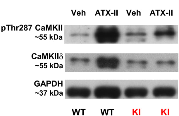 Depicts increased CaMKII autophosphorylation at Threonine 287 (cat. p1005-286, 1:1000) (normalized to CaMKIIδ expression) following ATX-II exposure in WT and KI cells. Image from publication CC-BY-4.0. PMID: 39077112