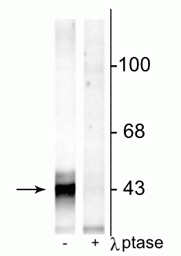 Western blot of rat hippocampal lysate showing specific immunolabeling of the ~43 kDa connexin43 phosphorylated at Ser368 in the first lane (-). Phosphospecificity is shown in the second lane (+) where immunolabeling is completely eliminated by lysate treatment with lambda phosphatase (λ-Ptase, 800 units/1mg protein for 30 min). 