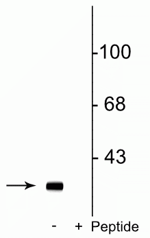 Western blot of rat striatal lysate showing specific immunolabeling of the ~32 kDa DARPP-32 phosphorylated at Ser137 in the first lane (-). Phosphospecificity is shown in the second lane (+) where immunolabeling is blocked by preadsorption of the phosphopeptide used as the antigen, but not by the corresponding non-phosphopeptide (not shown).