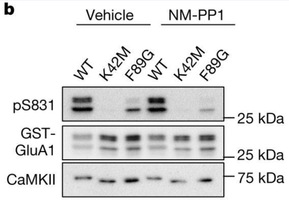 Immunoblots of in vitro kinase reactions at 30 °C including GFP–CaMKII WT, K42M and F89G with GST–GluA1-c tail showing specific labelling of GluR1 S831 (cat. p1160-831, 1:2000). Reactions were performed either with vehicle control or with 10 μM NM-PP1. Image from publication CC-BY-4.0. PMID: 37648853