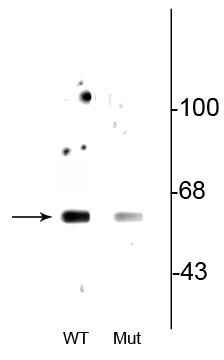 Western blot of wild type (WT) beclin-1 expressed in HeLa cell lysate showing specific immunolabeling of beclin-1 phosphorylated at Ser234. This immunolabeling is decreased in the beclin-1 double alanine substitution mutant (S234A, S295A: Mut) expressed in HeLa cell lysate. 