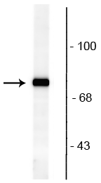 Western blot of rat brain lysate showing specific immunolabeling of the ~82 kDa rabphilin 3A phosphorylated at Ser234. 