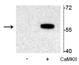 Western blot of recombinant tryptophan hydroxylase incubated in the absence (-) and presence (+) of Ca2+/calmodulin dependent kinase II showing specific immunolabeling of the ~55 kDa tryptophan hydroxylase protein phosphorylated at Ser19.