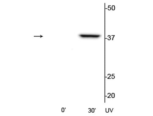 Western blot of HeLa cell lysates that had been treated with UV (~254 nm) for 0’ or 30’ showing the specific immunolabeling of the ~39 kDa p38 MAPK protein phosphorylated at Thr180/Tyr182.