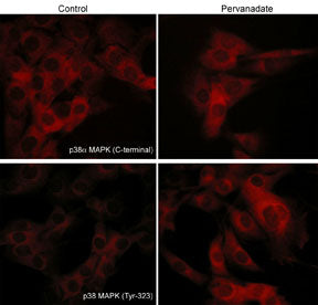 Immunocytochemical labeling of p38 MAPK in pervanadate-treated mouse C2C12. The cells were labeled with mouse monoclonal p38α MAPK and rabbit polyclonal p38 MAPK (Tyr-323) antibodies, then the antibodies were detected using appropriate secondary antibodies conjugated to Cy3.