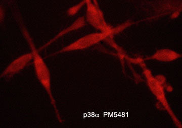 Immunocytochemical labeling of p38α in aldehyde fixed and NP-40 permeabilized human NCI-H446 lung carcinoma cells. The cells were labeled with mouse monoclonal anti-p38α (PM5481). The antibody was detected using goat anti-mouse DyLight® 594.