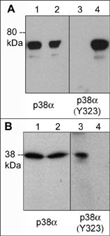 A) Western blot image of GST-recombinant p38 (K53M) mutant kinase untreated (lanes 1 & 3) or treated with Fyn kinase (lanes 2 & 4). B) Western blot analysis of p38 phosphorylation in mouse macrophages stimulated with 1 mM pervanadate for 30 min. (lanes 1 & 3) then the blot was treated with alkaline phosphatase (lanes 2 & 4). Both blots were probed with anti-p38α (a.a. 319-328) (lanes 1 & 2) or anti-p38α (Tyr-323) (lanes 3 & 4).