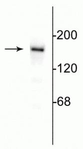 Western blot of 10 µg of rat hippocampal lysate showing specific immunolabeling of the ~180 kDa NR2B subunit of the NMDA receptor.