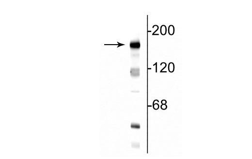 Western blot of 10 µg of rat hippocampal lysate showing specific immunolabeling of the ~180 kDa NR2B subunit of the NMDA receptor.