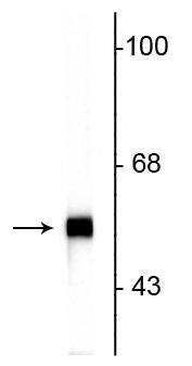 Western blot of rat cerebellar lysate showing specific immunolabeling of the ~57 kDa peripherin protein.