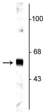 Western blot of rat cortical lysate showing specific labeling of the ~65 kDa synaptotagmin protein. 