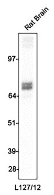 Anti-GAD65/67 Antibody