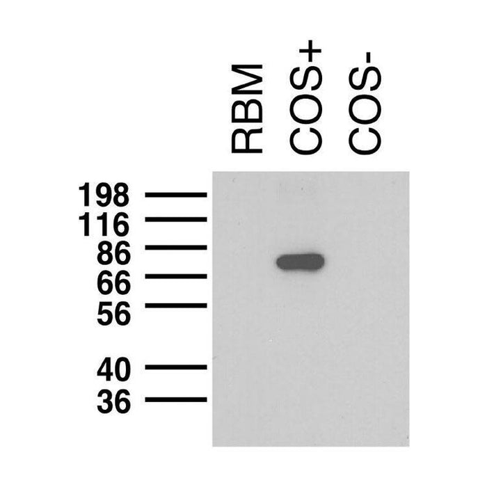 Anti-Kv1.5 K+ Channel Antibody