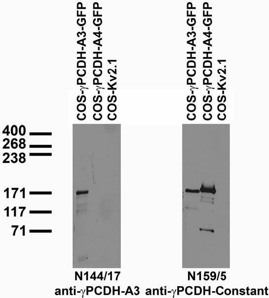 Transfected cell immunoblot: extracts of COS cells transiently transfected with GFP-tagged Gamma- protocadherin-A3 and -A4 and untagged Kv2.1 plasmids and probed with N144/17 (left) and N159/5 (right) TC supe.