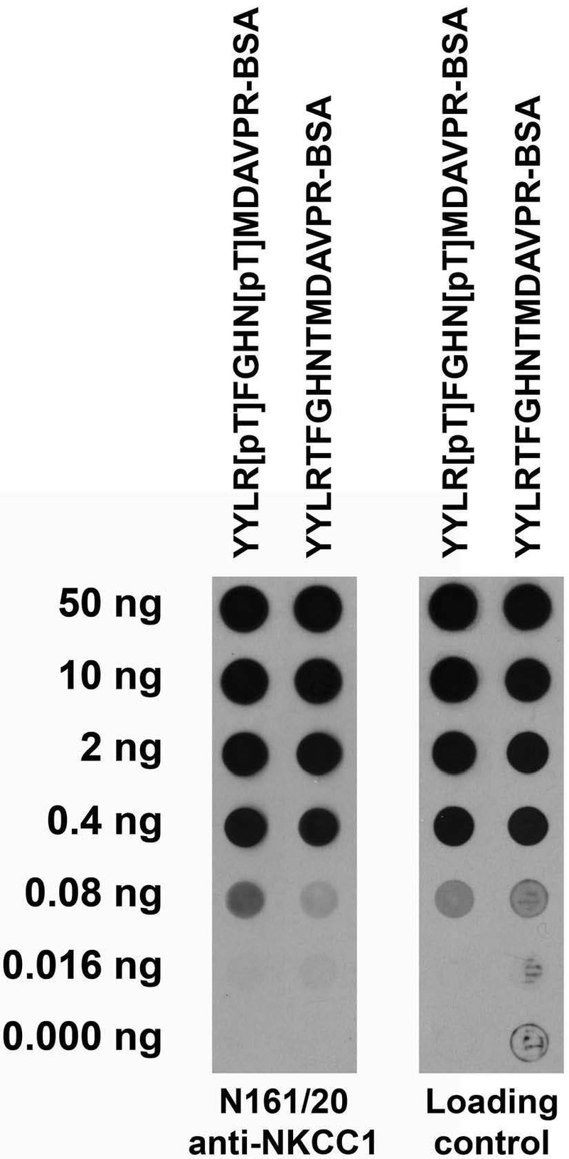 Serial dilutions of BSA-conjugated modified and unmodified peptides dotted onto membrane and probed with N161/20 TC supe (left) and a mouse loading control (right).