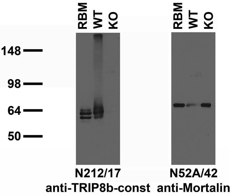 Immunoblot versus crude membranes from adult rat brain (RBM) and WT and TRIP8b KO mouse brains probed with N212/17 (left) and N52A/42 (right) TC supe. Mouse samples courtesy of Dane Chetkovich (Northwestern University).