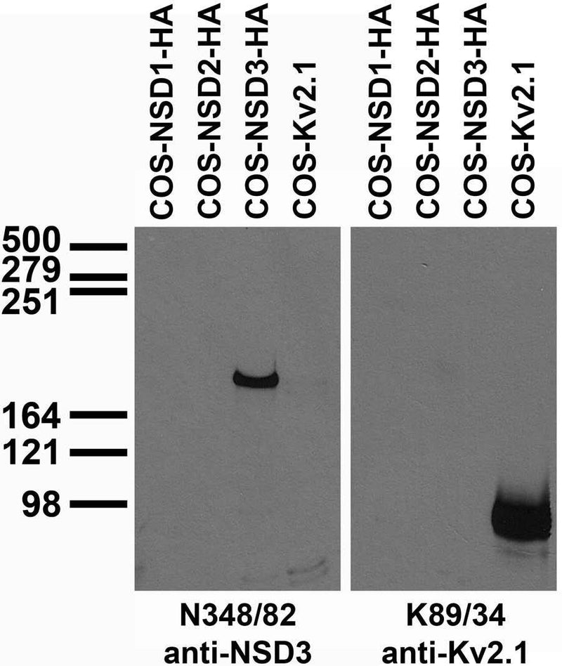 Transfected cell immunoblot: extracts of COS cells transiently transfected with HA-tagged NSD1, NSD2, NSD3 or untagged Kv2.1 plasmid and probed with N348/82 (left) and K89/34 (right) TC supe.