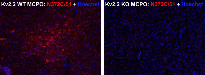 Immunofluorescence staining of wild-type (WT) and Kv2.2 knockout (KO) mouse magnocellular preoptic nucleus (MCPO) with N372C/51 (red) and Hoechst stain (blue).